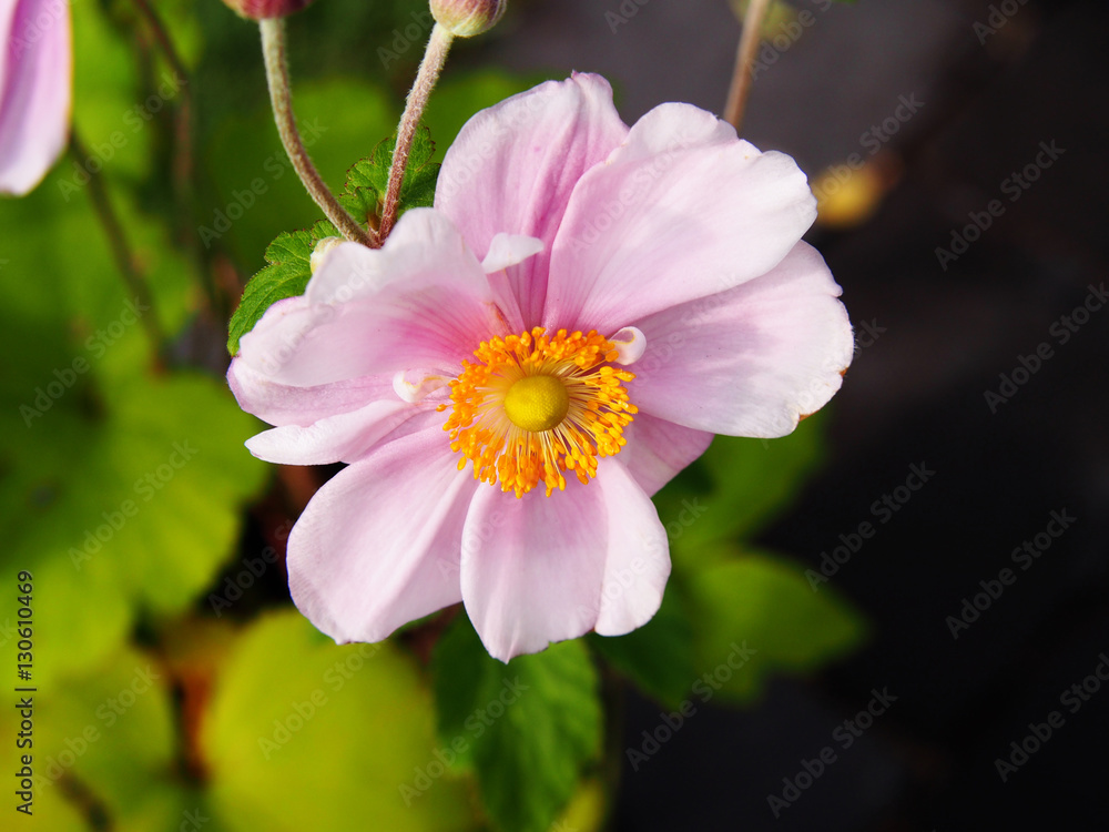 Anemone hupehensis var. japonica 'Konigin Charlotte' - Japanese anemone, thimbleweed, windflower Anemone hupehensis var. japonica 'Konigin Charlotte' - Japanese anemone, thimbleweed, windflower