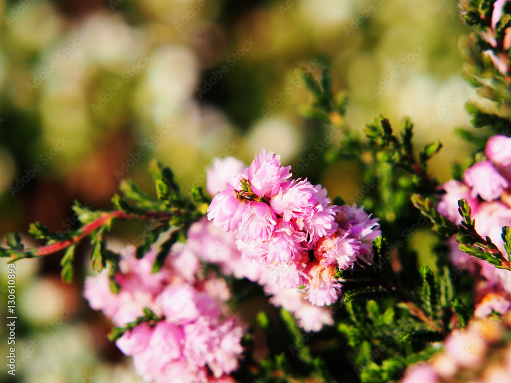 Calluna vulgaris 'H.E. Beale' - common heather, ling Calluna vulgaris 'H.E. Beale' - common heather, ling