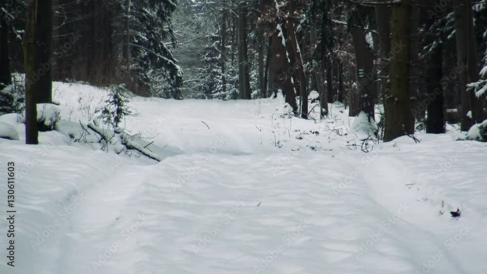 Snowy footpath in forest with white clear blanket of snow Snowy footpath in forest with white clear blanket of snow