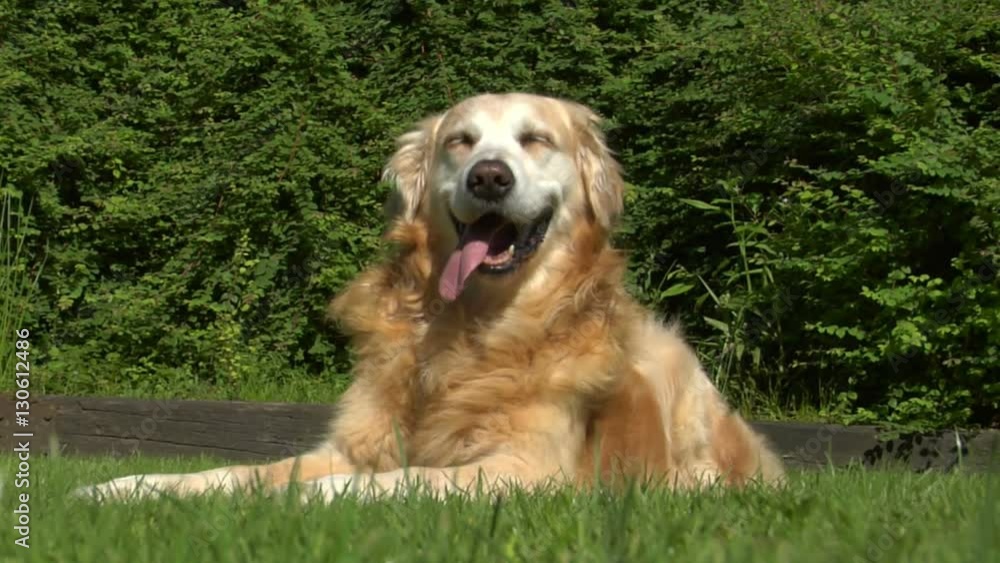10721 golden retriever dog sweats in sun
10721 golden retriever dog sweats in sun