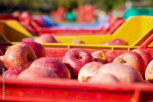 Italian typical apples in a box