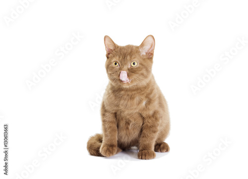 Cat licking on a white background