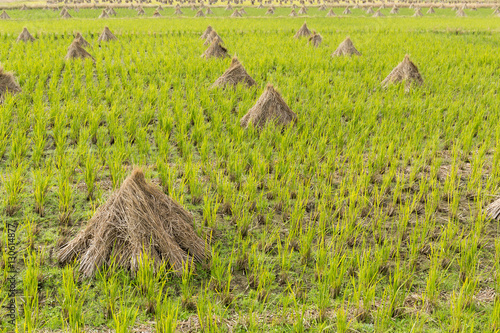 Rice field