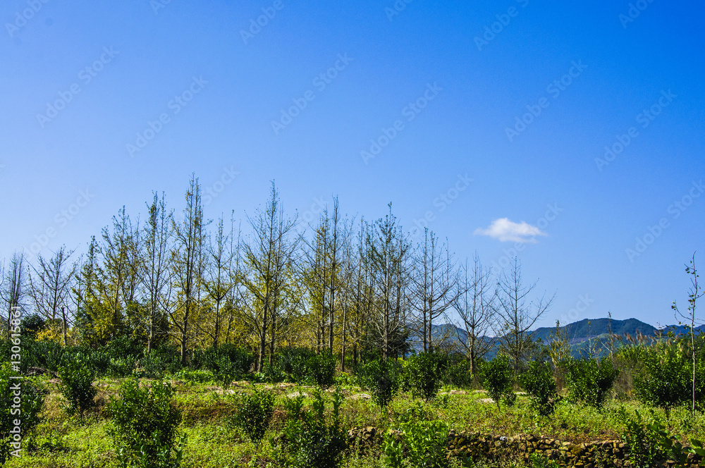 The countryside scenery with blue sky in autumn The countryside scenery with blue sky in autumn