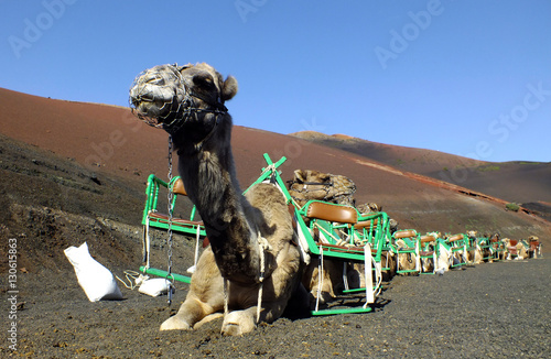 Camels Timanfaya NP at Lanzarote, Canarias (Spain) photo