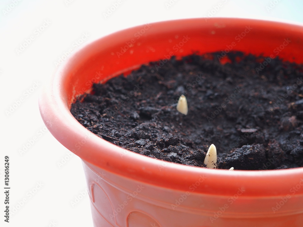 Spring flowers. Gardening theme. Growing young crocuses in pot. Appearing crocus flower sprouts in the soil in springtime. Selective focus. Spring flowers. Gardening theme. Growing young crocuses in pot. Appearing crocus flower sprouts in the soil in springtime. Selective focus.