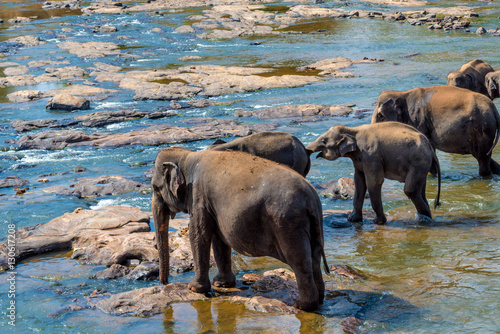 Elephants bathing in the river