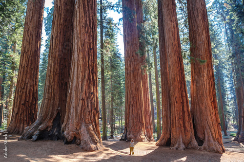 Scale of the giant sequoias, Sequoia National Park. California. U.S photo