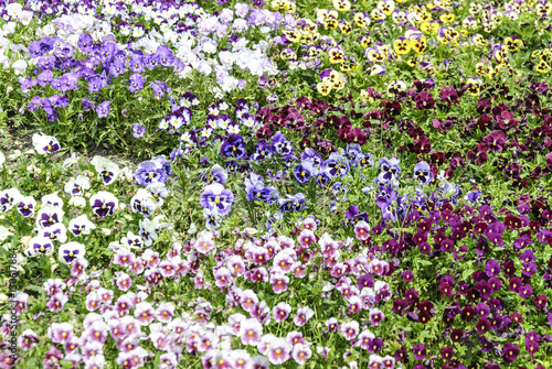 pansies Colorful floral background
