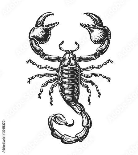 Hand drawn sketch of scorpion. Tattoo animal. Vector illustration © ~ Bitter ~