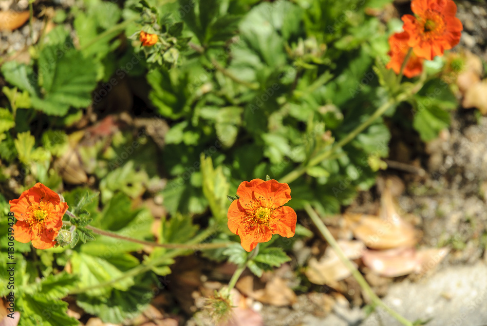 background of flowers called Geum coccineum 'Cooky' background of flowers called Geum coccineum 'Cooky'