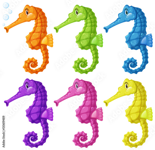 Seahorses in six colors