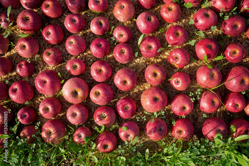 Italian typical apples photo