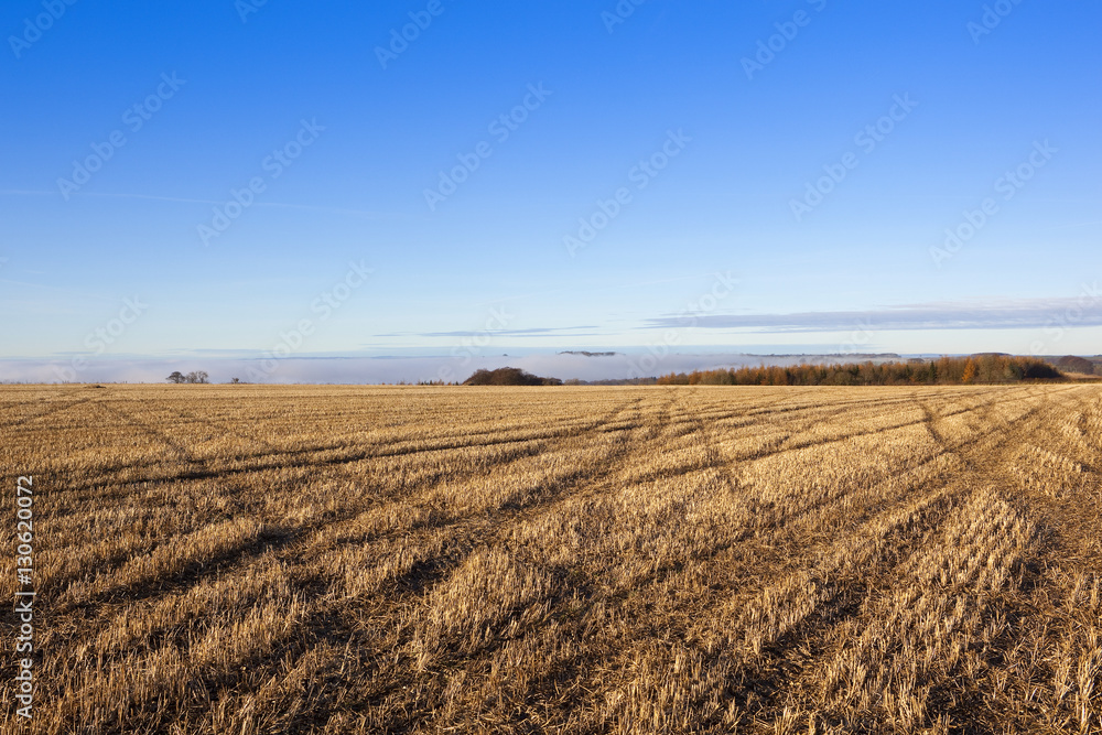 harvested field patterns