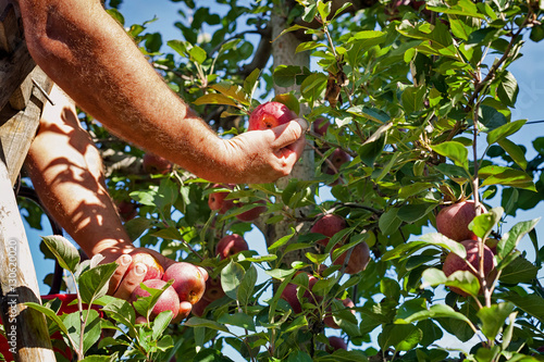 Worker picking Italian typical apples