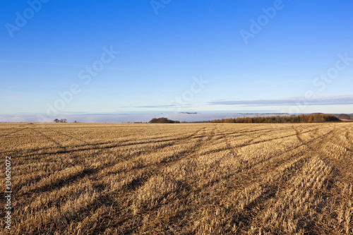 harvested field patterns