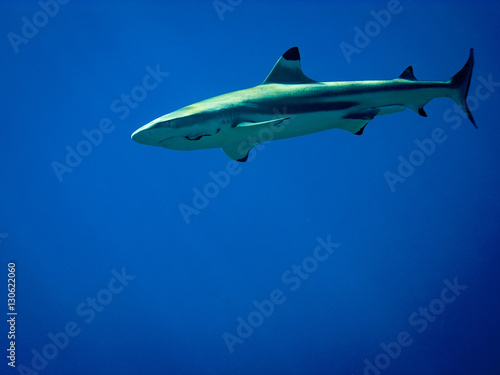 Blacktip Reef Shark cruises off Moorea
