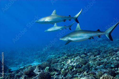 Blacktip reef sharks (Carcharhinus melanopterus,) off Moorea, French Polynesia © timsimages.uk