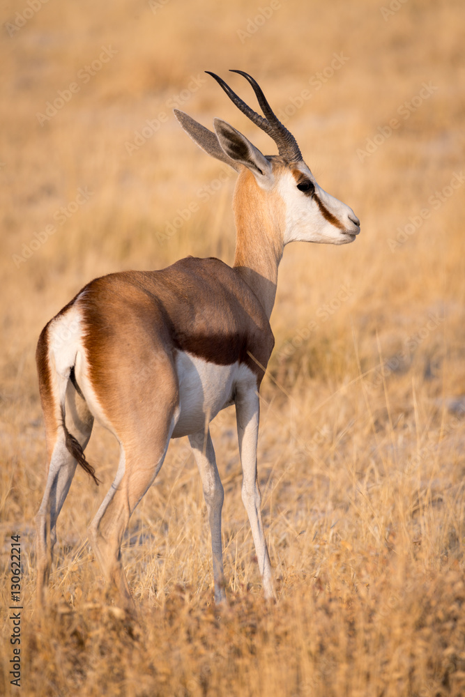 A wary Springbok (Antidorcas marsupialis) in Etosha National Park, Namibia A wary Springbok (Antidorcas marsupialis) in Etosha National Park, Namibia