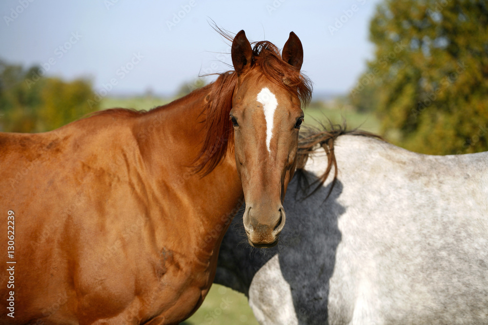 Young horses playing with each other on animal farm summertime Young horses playing with each other on animal farm summertime