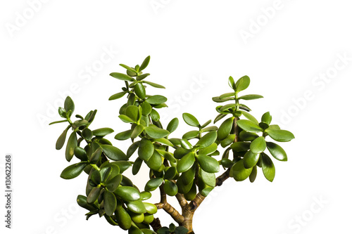Crassula