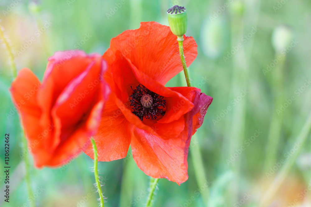 Obraz premium Blooming poppies close up
