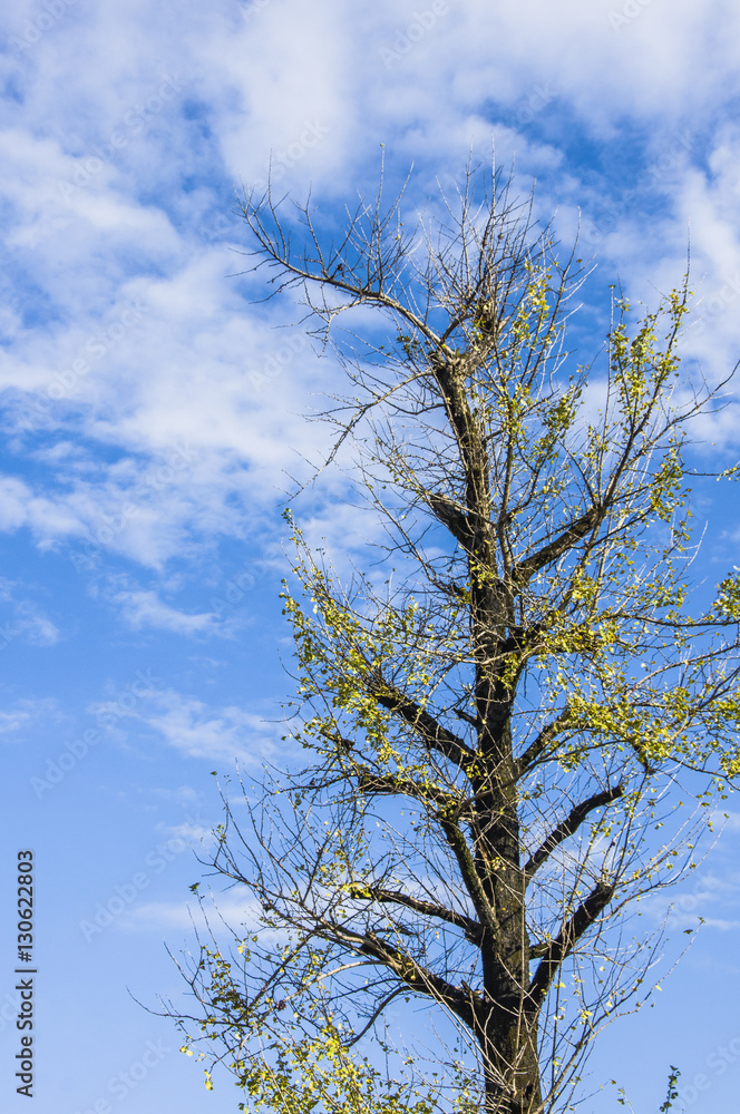 The ginkgo trees scenery in autumn The ginkgo trees scenery in autumn