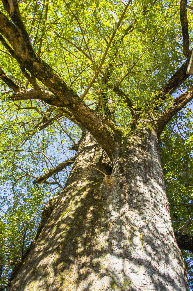 Naklejka premium The ginkgo trees scenery in autumn
