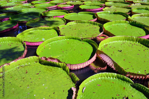 Fototapeta Naklejka Na Ścianę i Meble -  Victoria amazonica, Mauritius