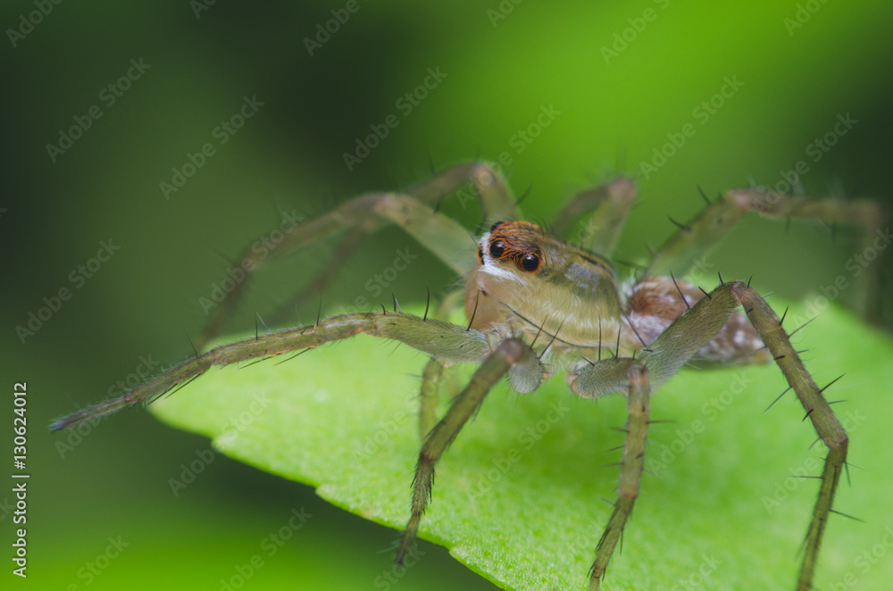 jumping spider on green herb leaf jumping spider on green herb leaf