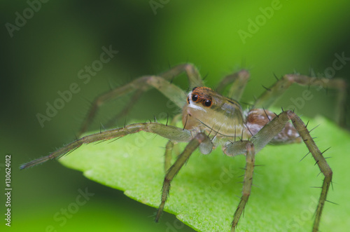 jumping spider on green herb leaf