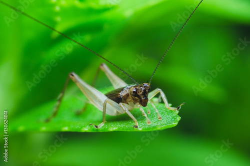 very small cricket on green herb leaf.