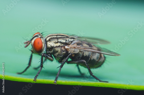 blow fly or carrion fly on lotus leaf