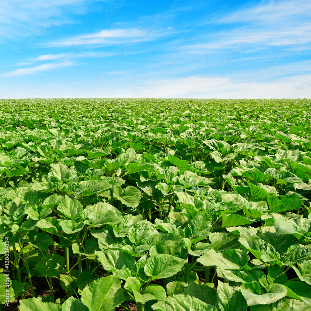 sunflower field and beautiful sky