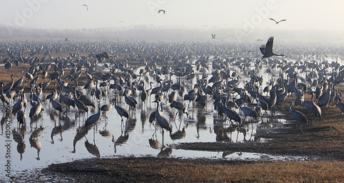 Feeding of the cranes at sunrise in the national Park Agamon of photo