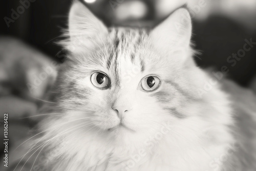 Beautiful adult cat © dashabelozerova
