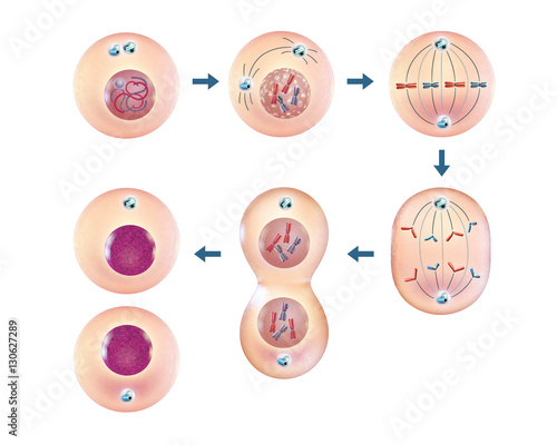 Cellular mitosis photo