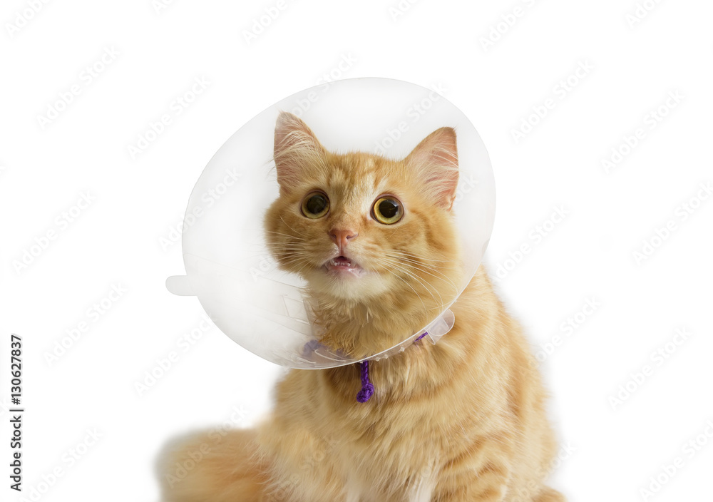 Red cat, wearing a Elizabethan collar on a light background