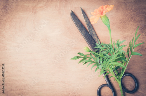 Old vintage scissors, marigold flower and a burlap on wooden background.