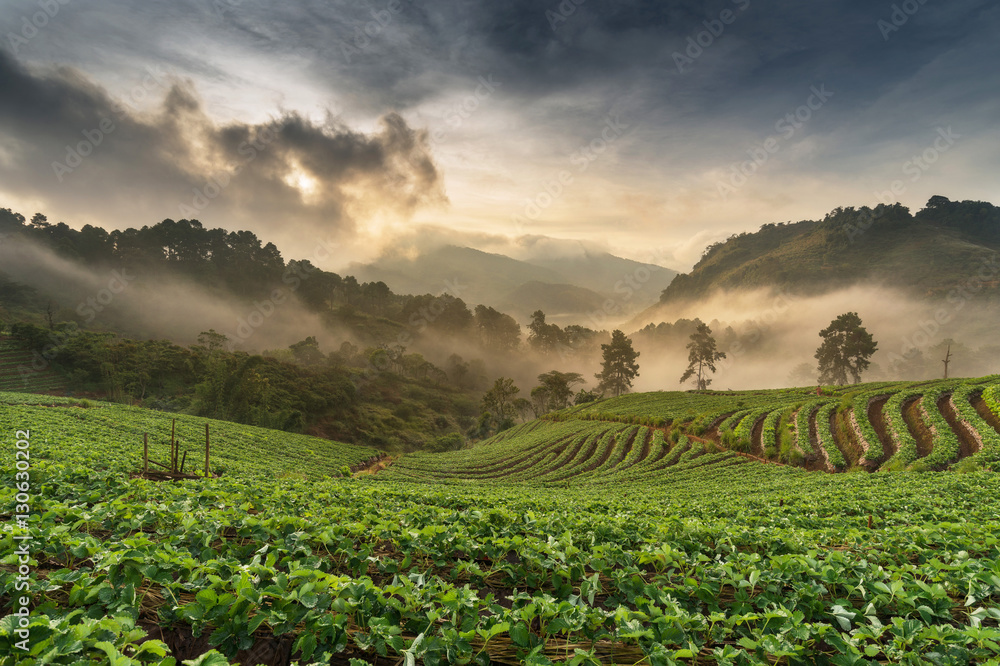 View of strawberry farm with sunrise morning in the north of Thailand. Angkhang Chiang Mai,Thailand