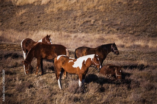 herd of stallions on hillside at sunset