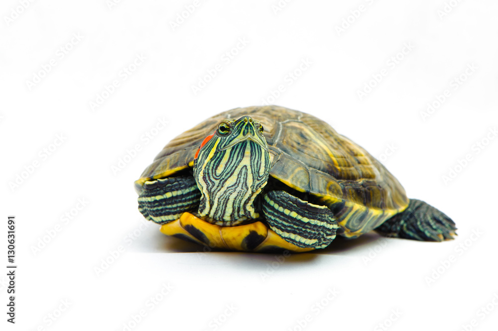 one Pond slider isolated on the white background.closeup. one Pond slider isolated on the white background.closeup.