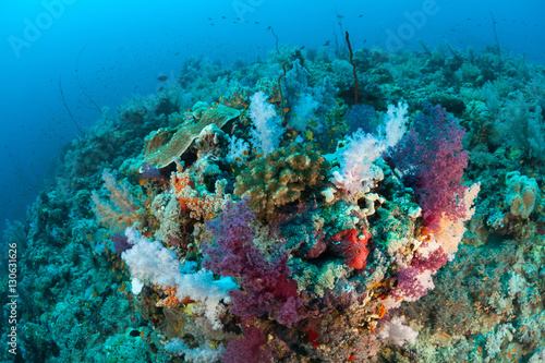 Fototapeta Naklejka Na Ścianę i Meble -  coral life diving Sudan Soudan Red Sea safari