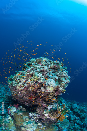 coral life diving Sudan Soudan Red Sea safari