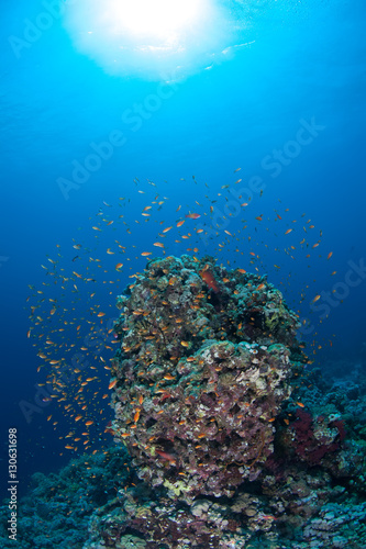 coral life diving Sudan Soudan Red Sea safari