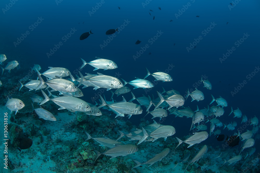 coral life diving Sudan Soudan Red Sea safari