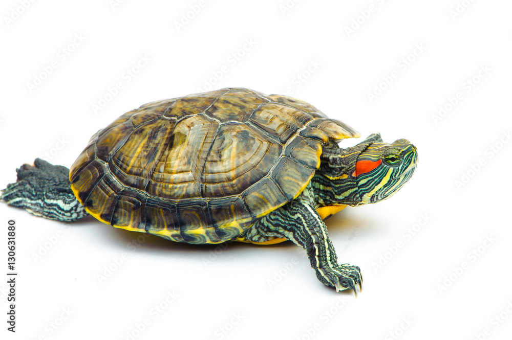 Obraz premium one Pond slider isolated on the white background.closeup.