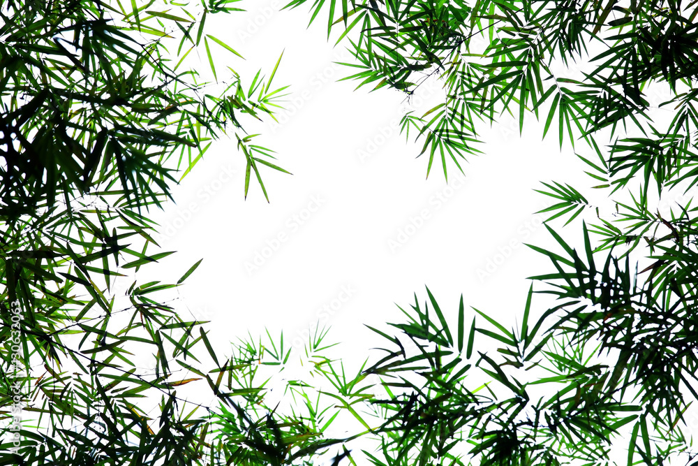 bamboo leaf with white background