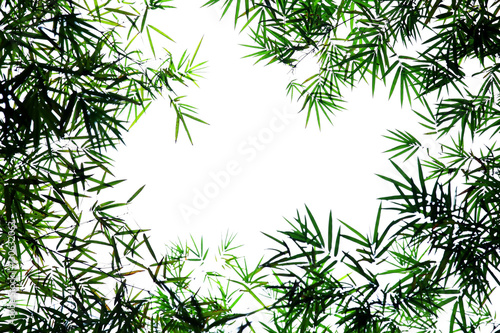 Fototapeta Naklejka Na Ścianę i Meble -  bamboo leaf with white background