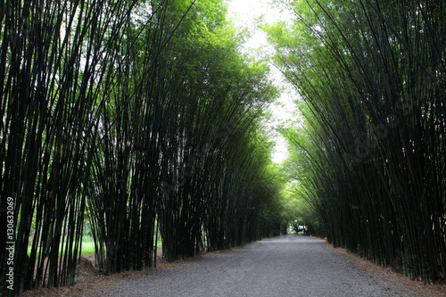 Bamboo Tunnel Reforestation for sustainable development